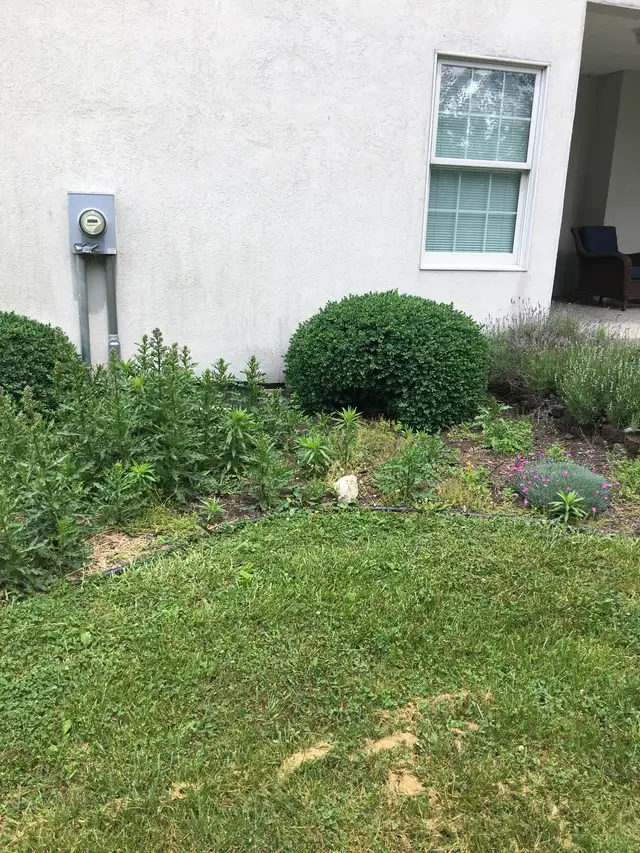 Shrubs beside a house, with tall weeds in the planting bed and clover in the lawn.